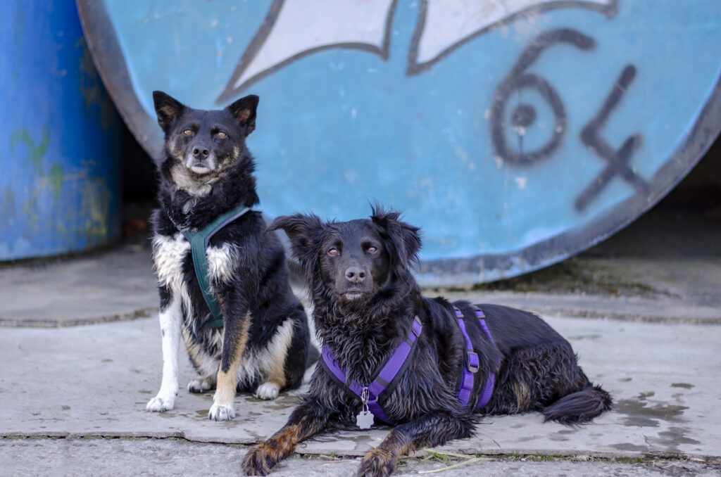 Social Walk: Mehrere Mensch-Hunde-Teams führen gemeinsam Trainingsspaziergänge durch.