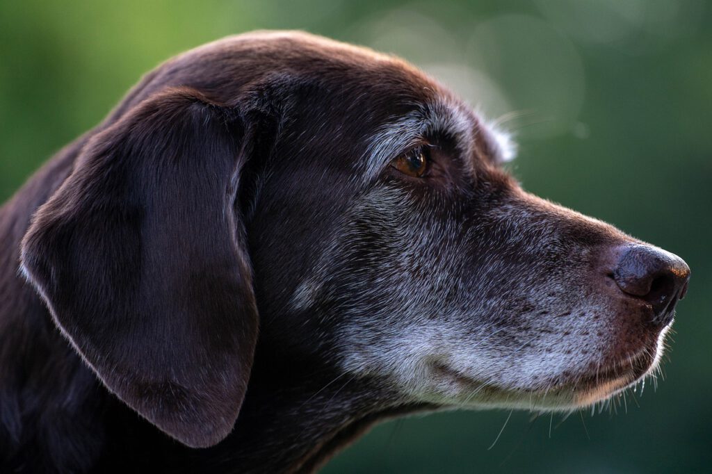 Im Seniorentraining lernst du, deinen alten Hund richtig zu fördern und zu fordern und ihn möglichst lange fit und gesund zu halten.