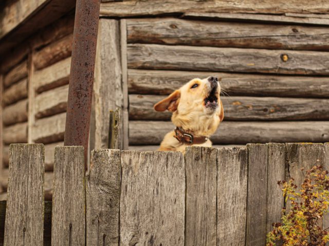 Hund bellt am Gartenzaun